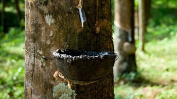 Ảnh hưởng của dịch Covid-19, giá cao su đầu tháng 12 sụt giảm