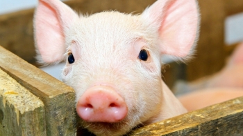 Giá thịt lợn hôm nay 21/12: Tăng giảm trái chiều trên cả 3 miền