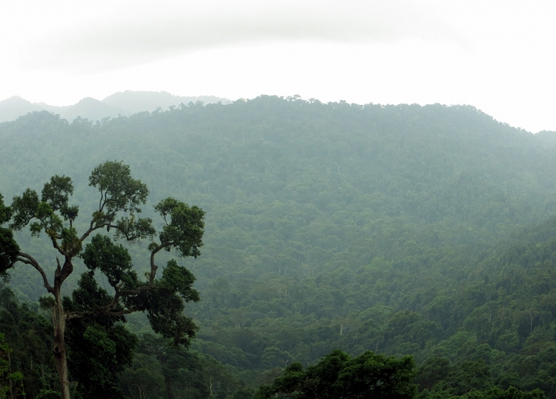 Vườn quốc gia sông Thanh rộng hơn 76.000 ha, với hơn 830 loài thực vật bậc cao sinh sống