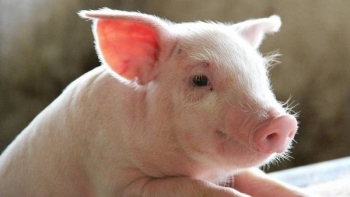 Giá thịt lợn hôm nay 22/12: Đồng loạt tăng