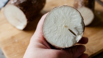 Trung Quốc là thị trường chủ lực, tiêu thụ 90,8% lượng sắn xuất khẩu của Việt Nam