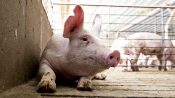 Giá thịt lợn hôm nay 23/12: Tiếp đà tăng
