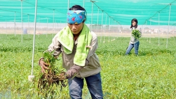 Bắc Ninh: Triển khai các biện pháp tháo gỡ khó khăn, vướng mắc cho nông dân