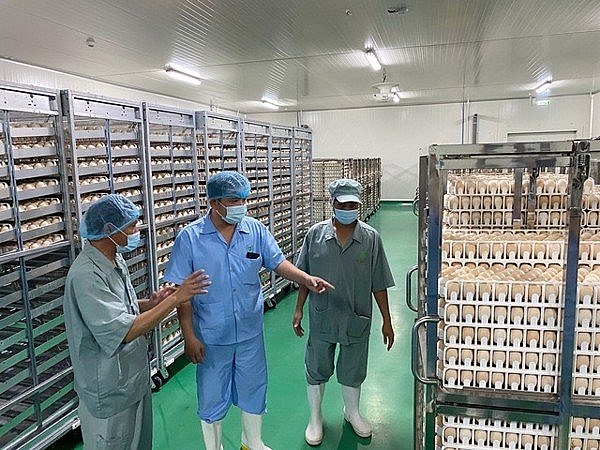 Khu vực nhà máy ấp trứng nằm trong tổ hợp chế biến gà Khu vực nhà máy ấp trứng nằm trong tổ hợp chế biến gà