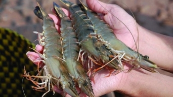 VASEP: Xuất khẩu tôm trong năm 2020 dự kiến tăng hơn 12%