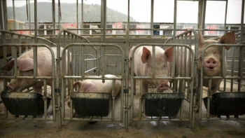 Giá thịt lợn hôm nay 25/12: Đà tăng vẫn duy trì trên cả nước