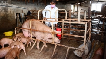 Hà Nội: Tăng cường biện pháp chăn nuôi an toàn sinh học phòng, chống dịch bệnh