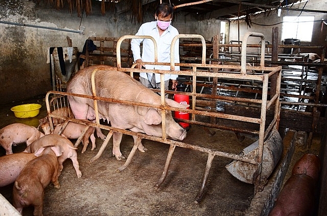 Hà Nội tăng cường biện pháp chăn nuôi an toàn sinh học phòng, chống dịch bệnh
