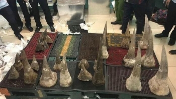 Hải quan bắt giữ gần 93 kg nghi sừng tê giác nhập lậu tại Tân Sơn Nhất