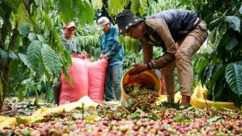 Giá cà phê hôm nay 26/12: Tăng nhẹ 100-200 đồng/kg
