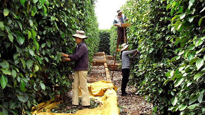 Giá hồ tiêu hôm nay 26/12: Cao nhất 55.500 đồng/kg