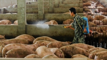 Giá thịt lợn hôm nay 26/12: Ba miền tiếp tục tăng giá