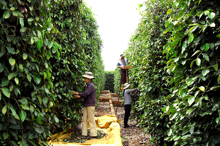 Giá hồ tiêu hôm nay 26/12 cao nhất là 55.500 đồng/kg