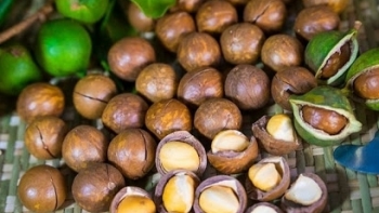 Điện Biên: Triển khai trồng Mắc ca trên đất trống thuộc quy hoạch rừng phòng hộ