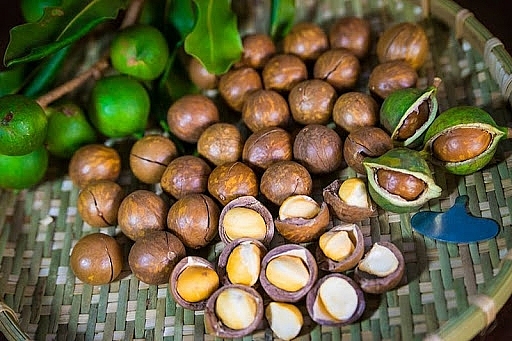 Việc trồng cây Mắc ca, nhằm thay đổi cơ cấu, phương thức sản xuất nương rẫy truyền thống