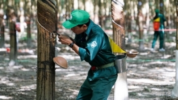 Cập nhật giá cao su hôm nay 28/12: Đồng loạt giảm