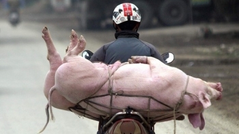 Giá thịt lợn hôm nay 28/12: Đà tăng vẫn tiếp diễn