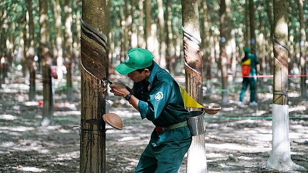 Giá cao su hôm nay 28/12 đồng loạt giảm cả ở hai sàn giao dịch Giá cao su hôm nay 28/12 đồng loạt giảm cả ở hai sàn giao dịch