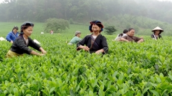 Dự báo xuất khẩu chè năm 2021 vẫn chưa có nhiều tín hiệu khả quan