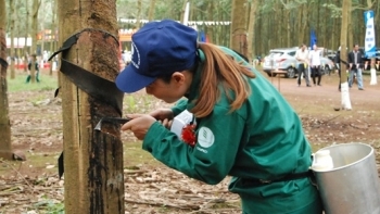 Cập nhật giá cao su chiều nay 28/12: Sàn châu Á tiếp đà giảm