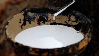 Năm 2021, dự báo tiêu thụ cao su tự nhiên trên thế giới sẽ phục hồi