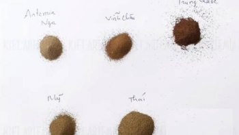 Sản phẩm Artemia Vĩnh Châu của tỉnh Sóc Trăng được bảo hộ chỉ dẫn địa lý