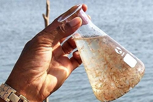 Phân biệt dấu hiệu cảm quan đặc thù của Artemia Phân biệt dấu hiệu cảm quan đặc thù của Artemia