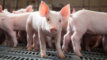 Giá thịt lợn hôm nay 31/12: Tiếp tục tăng nhẹ tại một số địa phương