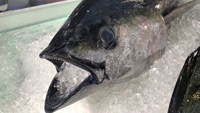 Xuất khẩu cá ngừ sang thị trường EU không bị giảm sâu nhờ EVFTA