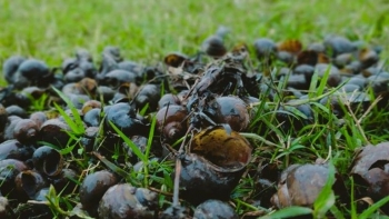 Cà Mau: Tăng cường công tác quản lý, kiểm soát sinh vật ngoại lai xâm hại