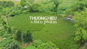 Ngân hàng BIDV chi nhánh Bình Thạnh: Định giá cái "ao bèo”