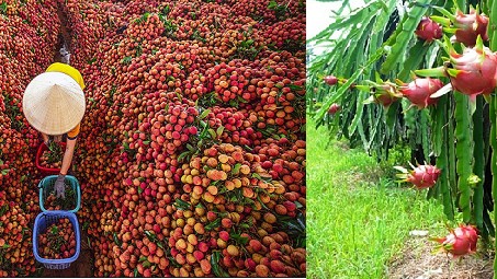 Vải thiều Lục Ngạn và thanh long Bình Thuận trở thành tâm điểm truyền thông trong năm 2021