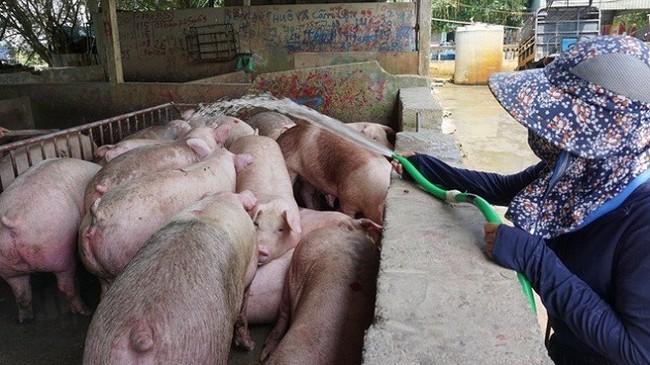 Cập nhật giá lợn hơi hôm nay 02/01/2022: Tiếp tục giảm