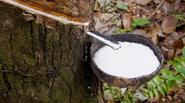 Cập nhật giá cao su hôm nay 03/01/2022: Tăng mạnh trên sàn Thượng Hải