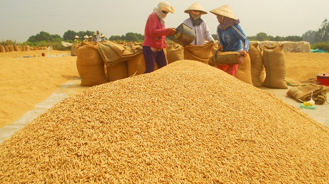 Cập nhật giá lúa gạo hôm nay 03/01/2022: Thị trường đứng yên