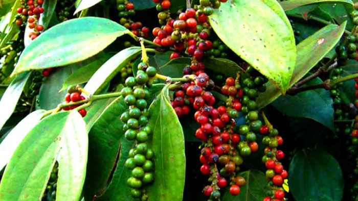 Cập nhật giá hồ tiêu hôm nay 04/01/2022:  Tăng 500 đồng/kg ở khu vực Đông Nam Bộ