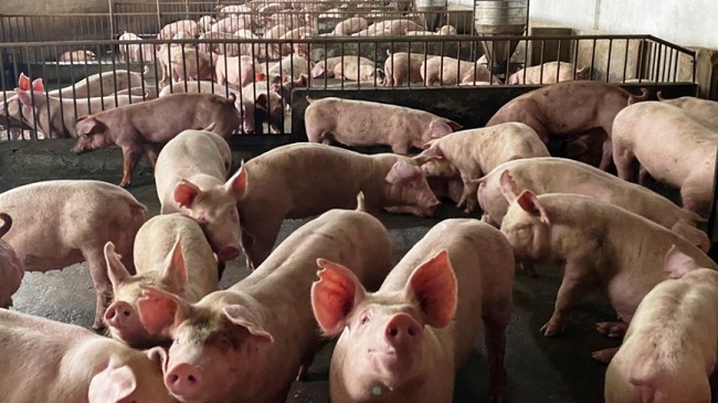 Cập nhật giá lợn hơi hôm nay 04/01/2021: Đồng loạt chững giá trên cả nước