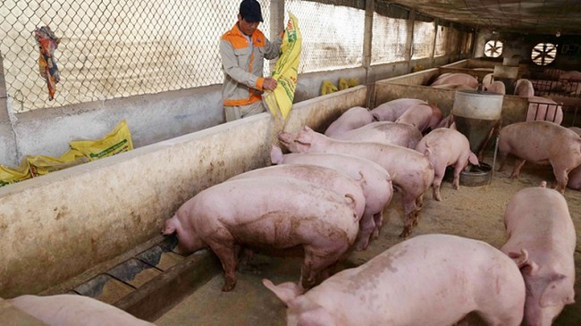 Cập nhật giá lợn hơi hôm nay 05/01/2022: Đứng yên trên cả nước