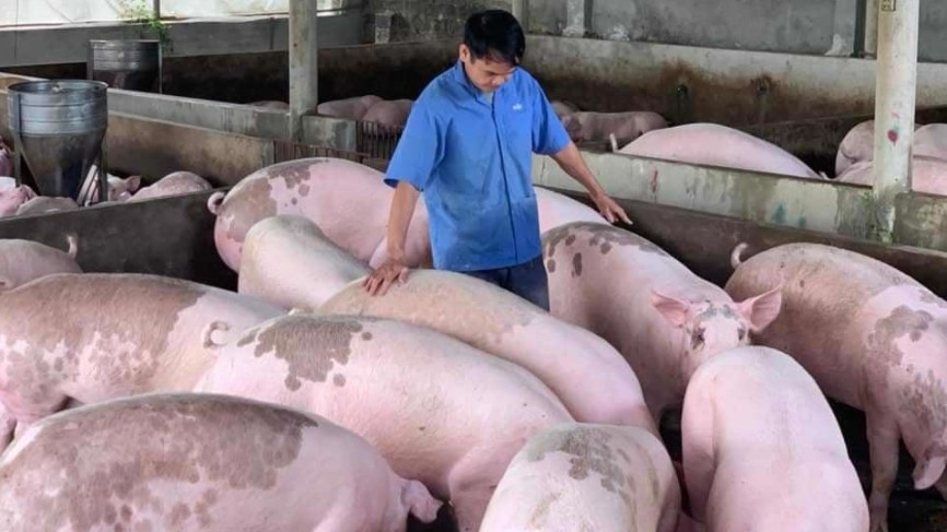 Cập nhật giá lợn hơi hôm nay 06/01/2022: Duy trì ổn định