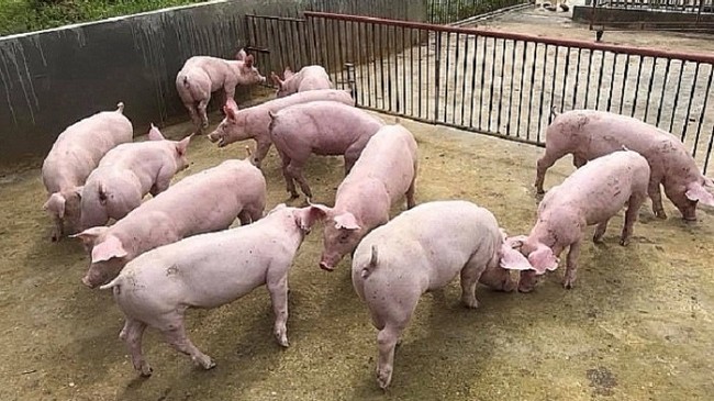 Cập nhật giá lợn hơi hôm nay 07/01/2021: Điều chỉnh tăng 1.000 - 5.000 đồng/kg