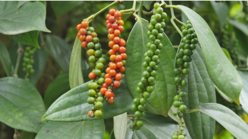 Cập nhật giá hồ tiêu hôm nay 08/01/2022: Lao dốc không phanh