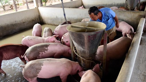 Cập nhật giá lợn hơi hôm nay 10/01/2022: Tiếp đà tăng nhẹ