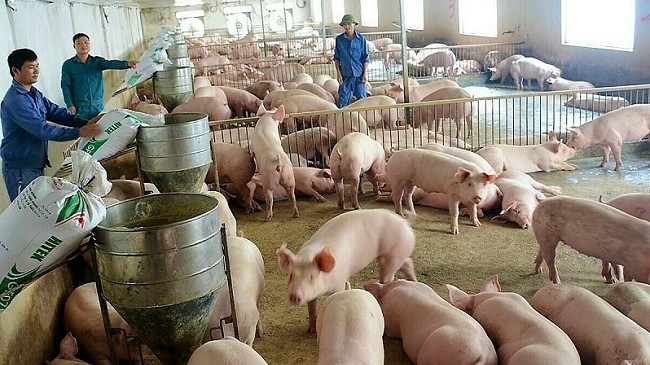 Cập nhật giá lợn hơi hôm nay 12/01/2021: Duy trì đà tăng