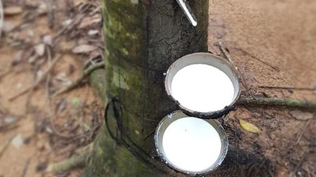 Cập nhật giá cao su hôm nay 12/01/2022: Sàn Thượng Hải quay đầu giảm