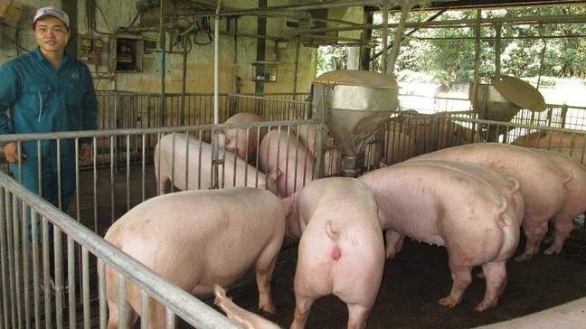 Cập nhật giá lợn hơi hôm nay 13/01/2021: Tiếp đà tăng trên cả nước