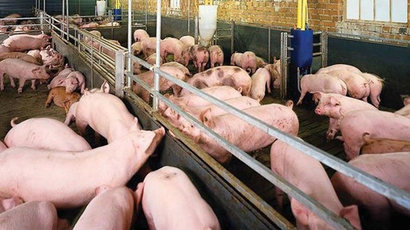 Cập nhật giá lợn hơi hôm nay 14/01/2022: Tăng nhẹ ở nhiều nơi