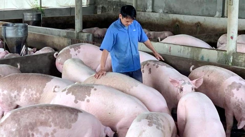 Cập nhật giá lợn hơi hôm nay 15/01/2022: Duy trì đà tăng