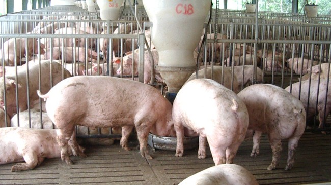 Cập nhật giá lợn hơi hôm nay 16/01/2022: Đồng loạt tăng