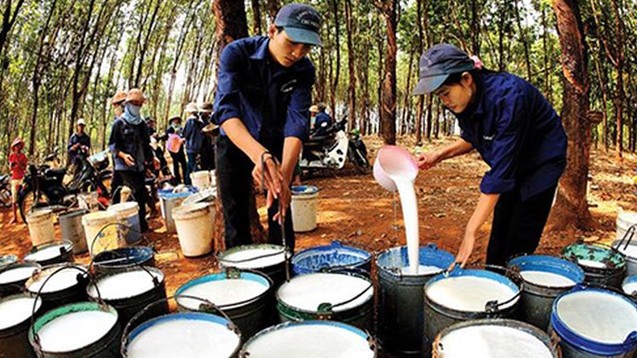 Cập nhật giá cao su hôm nay 17/01/2022: Duy trì đà tăng