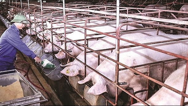 Cập nhật giá lợn hơi hôm nay 18/01/2022: Tăng rải rác tại một số tỉnh thành